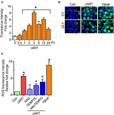 N-Acetylcysteine Reverses Antiretroviral-Mediated Microglial Activation by Attenuating Autophagy-Lysosomal Dysfunction